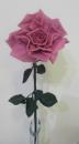 Lederrose mit großer Blüte, rosa